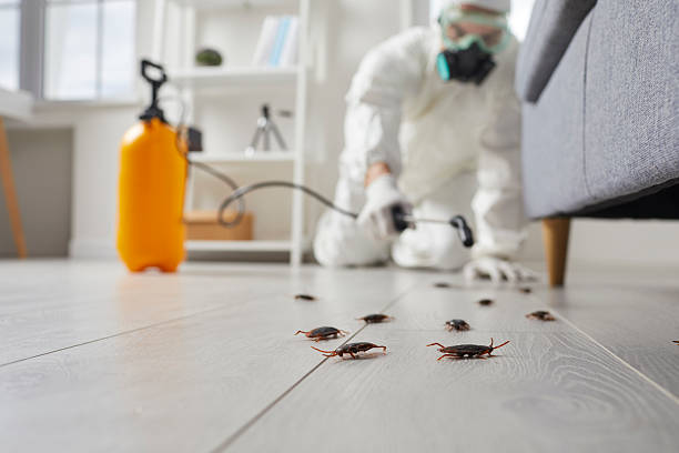 Post-Treatment Bed Bug Interceptor Monitoring in Tomah